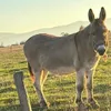 Pablito, măgărușul pensionar care educă studenții (sursa: ziaruldeiasi.ro)